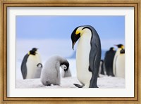 Emperor Penguins, Antarctica Fine Art Print