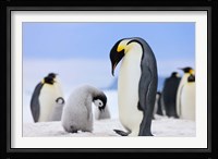 Emperor Penguins, Antarctica Fine Art Print