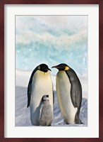 Three Emperor Penguin, Snow Hill Island, Antarctica Fine Art Print