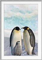 Three Emperor Penguin, Snow Hill Island, Antarctica Fine Art Print