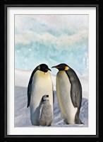 Three Emperor Penguin, Snow Hill Island, Antarctica Fine Art Print