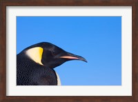 Head of Emperor Penguin, Antarctica Fine Art Print