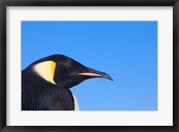 Head of Emperor Penguin, Antarctica Fine Art Print