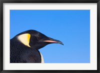 Head of Emperor Penguin, Antarctica Fine Art Print