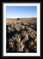 Escarpment of Sanetti Plateau, red hot poker plants, Bale Mountains, Ethiopia Fine Art Print