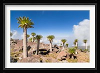 Ethiopian Giant Lobelia, Simien Mountains, Ethiopia Fine Art Print