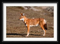 Ethiopian Wolf, Bale Mountains Park, Ethiopia Fine Art Print