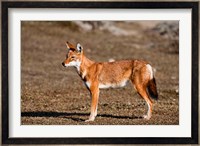 Ethiopian Wolf, Bale Mountains Park, Ethiopia Fine Art Print