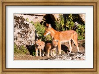 Ethiopian Wolf with cubs, Bale Mountains Park, Ethiopia Fine Art Print
