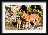 Ethiopian Wolf with cubs, Bale Mountains Park, Ethiopia Fine Art Print