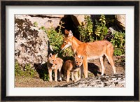 Ethiopian Wolf with cubs, Bale Mountains Park, Ethiopia Fine Art Print