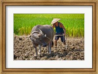 Farmer plowing with water buffalo, Yangshuo, Guangxi, China Fine Art Print