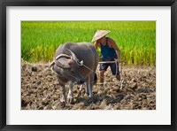 Farmer plowing with water buffalo, Yangshuo, Guangxi, China Fine Art Print