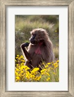Gelada Baboon primate, Ethiopia Fine Art Print