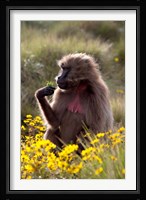Gelada Baboon primate, Ethiopia Fine Art Print