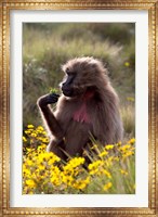 Gelada Baboon primate, Ethiopia Fine Art Print