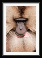 Close up of Gelada Baboon, Ethiopia Fine Art Print