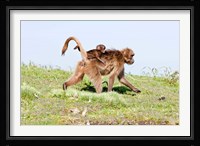 Gelada, Gelada Baboon primate, Ethiopia Fine Art Print
