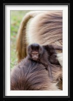Baby Gelada Baboon primate, Ethiopia Fine Art Print