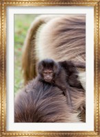 Baby Gelada Baboon primate, Ethiopia Fine Art Print