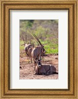 Gemsbok Herd in Tsavo West NP. Kenya, Africa Fine Art Print