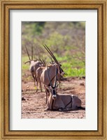 Gemsbok Herd in Tsavo West NP. Kenya, Africa Fine Art Print