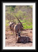 Gemsbok Herd in Tsavo West NP. Kenya, Africa Fine Art Print