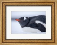 Gentoo Penguin resting in snow on Deception Island, Antarctica. Fine Art Print