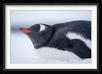Gentoo Penguin resting in snow on Deception Island, Antarctica. Fine Art Print