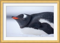 Gentoo Penguin resting in snow on Deception Island, Antarctica. Fine Art Print