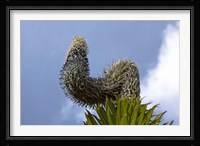 Giant Lobelia flora of the Rwenzoris, Uganda Fine Art Print
