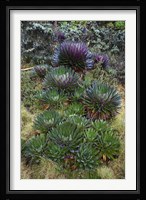 Giant Lobelia flora, Uganda Fine Art Print