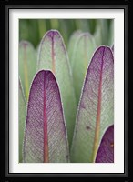 Giant Lobelia flora, Rwenzoris, Uganda Fine Art Print