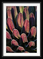 Red leafs, Giant Lobelia, Heather Forest, Rwenzori, East Africa Fine Art Print