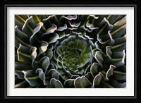 Giant Lobelia, Heather Forest, Rwenzori, East Africa Fine Art Print