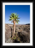 Giant Loebelia, Bale Mountains, Ethiopia Fine Art Print
