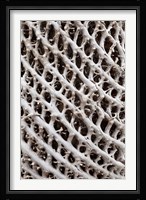 Lattice pattern in Giant Loebelia, Bale Mountains, Ethiopia Fine Art Print
