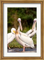 Great White Pelican, Lake Chamo, Nechisar National Park, Arba Minch, Ethiopia Fine Art Print