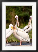 Great White Pelican, Lake Chamo, Nechisar National Park, Arba Minch, Ethiopia Fine Art Print