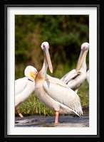 Great White Pelican, Lake Chamo, Nechisar National Park, Arba Minch, Ethiopia Fine Art Print