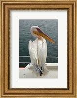 Great White Pelican, Walvis Bay, Namibia, Africa. Fine Art Print