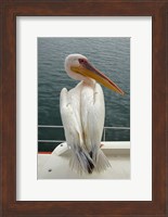 Great White Pelican, Walvis Bay, Namibia, Africa. Fine Art Print