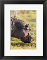 Hippopotamus grazing, Amboseli National Park, Kenya Fine Art Print