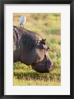 Hippopotamus grazing, Amboseli National Park, Kenya Fine Art Print
