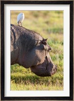 Hippopotamus grazing, Amboseli National Park, Kenya Fine Art Print