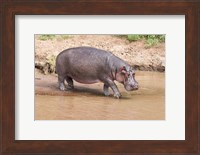 Hippopotamus pod relaxing, Mara River, Maasai Mara, Kenya, Africa Fine Art Print
