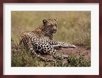 Africa, Tanzania, Serengeti. Leopard, Panthera pardus. Fine Art Print