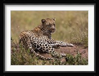 Africa, Tanzania, Serengeti. Leopard, Panthera pardus. Fine Art Print