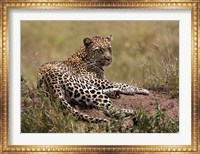 Africa, Tanzania, Serengeti. Leopard, Panthera pardus. Fine Art Print
