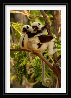 Coquerel's sifakas, primate, deciduous forest MADAGASCAR Fine Art Print